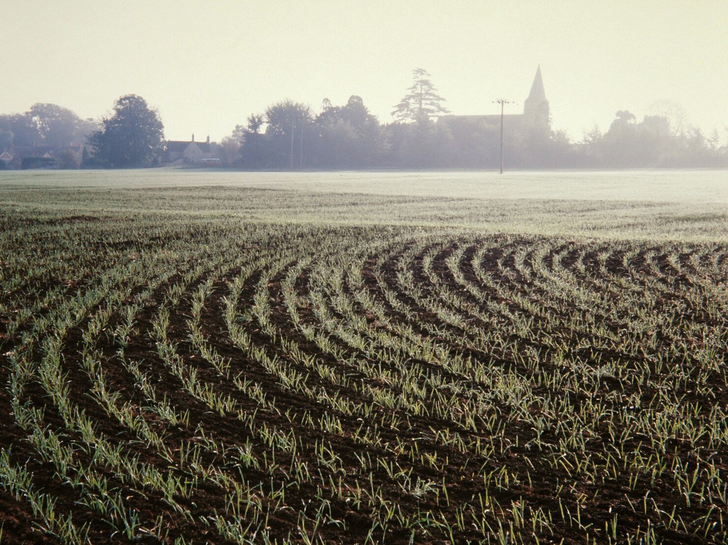 wide shot grass soils field surrounded by trees_181624 5599